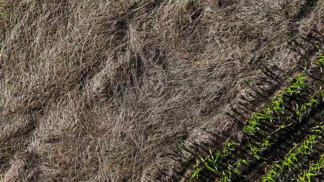 Flight above the corn and agriculture fields, summer, harvest, monoculture, pastures, texture