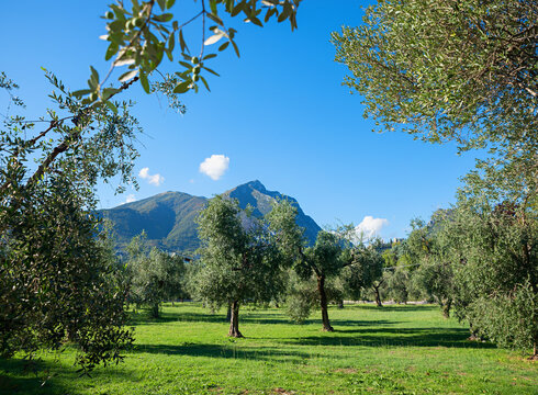 green meadow with old olive trees. view to Pizzocolo mountain, landscape toscolano, italy