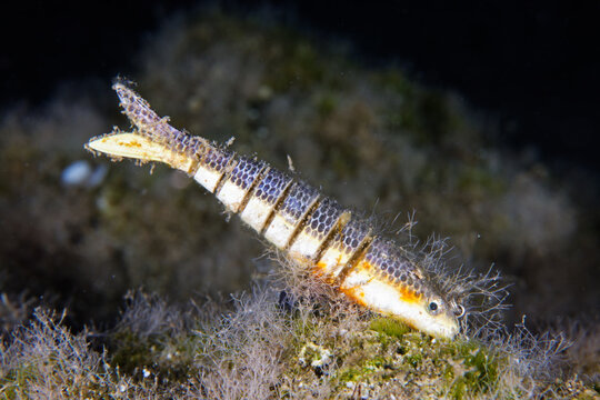 Lost fishing tackle in the Mediterranean 