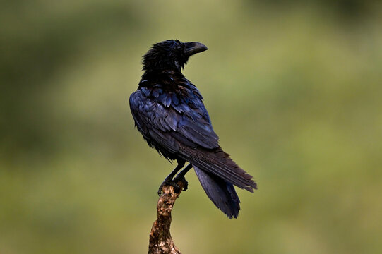 Common raven // Kolkrabe (Corvus corax) 