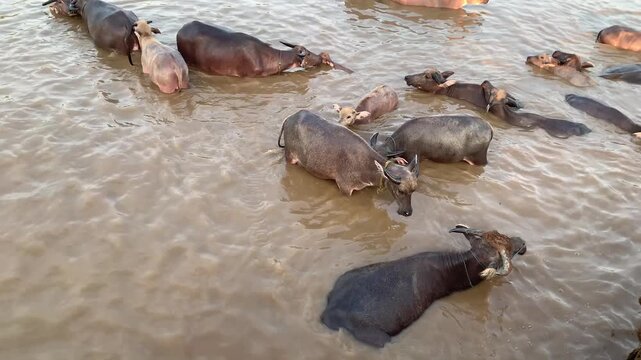 Herd of Water Buffalo Bathing and Wading in a River
