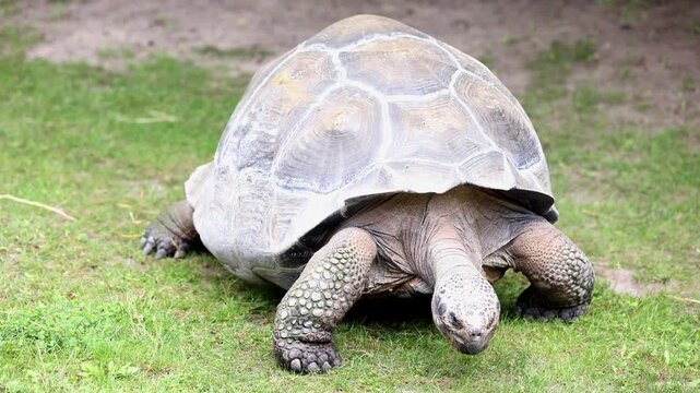 Close-up shot of a giant tortoise crawling on green grass