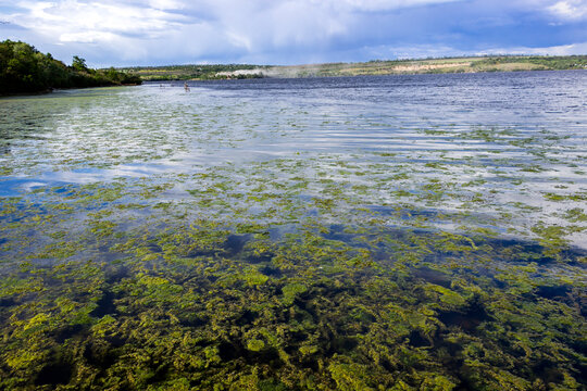 landscape over a large river under a cloudy sky, natural, near a reservoir, vegetation in the water, duckweed in the foreground, open view