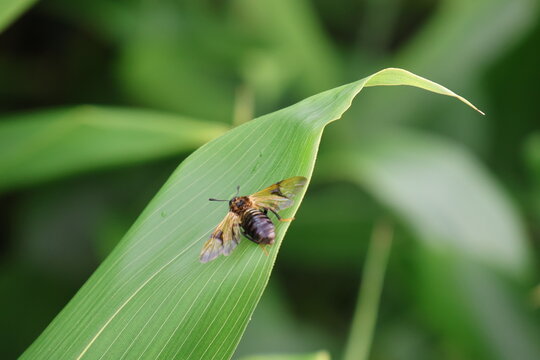 A bee resting on a bamboo leaf