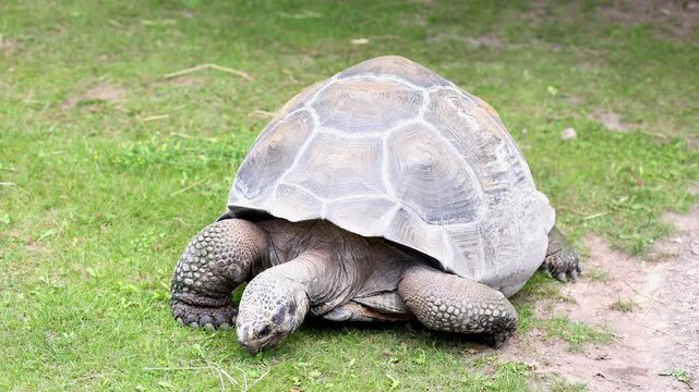 Close-up shot of a giant tortoise crawling and eating green grass