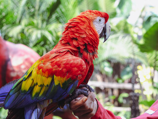 Scarlet macaw perched on a person's hand © Sanjaya