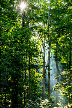 Shafts of light in a forest.