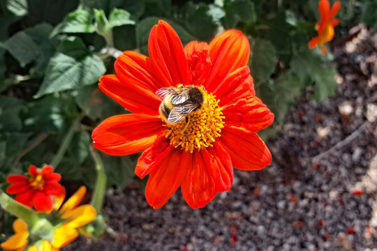 Bee Feeding on Mexican Sunflower (Tithonia rotundifolia) on a Sunny Day