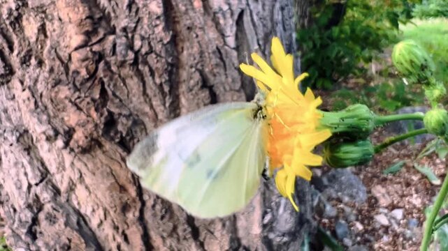 Cabbage white butterfly feeds on yellow flower beside textured tree bark