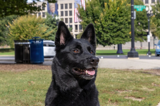 Black German shepard