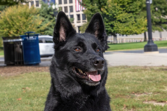 Black German shepard