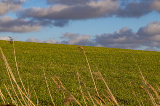Tornby Bjerg, Denmark A pastoral green and hilly  landscape at sunset.