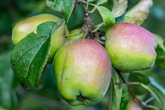 Hirtshals, Denmark Apples growing on a tree.