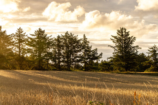 Tornby Bjerg, Denmark A pastoral green and hilly  landscape at sunrise