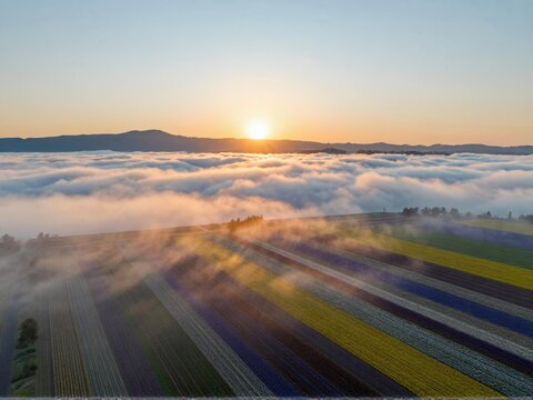 Aerial Sea Of Clouds Over Flower Basin Sunrise Furano