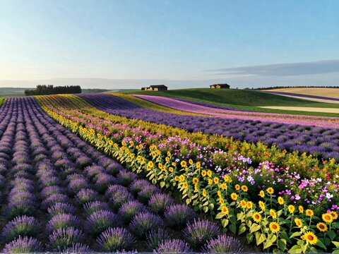 Aerial Patchwork Flower Hills Furano Hokkaido August Morning