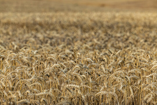 Tornby Bjerg, Denmark A pastoral green and hilly  landscape of wheat fields at sunrise