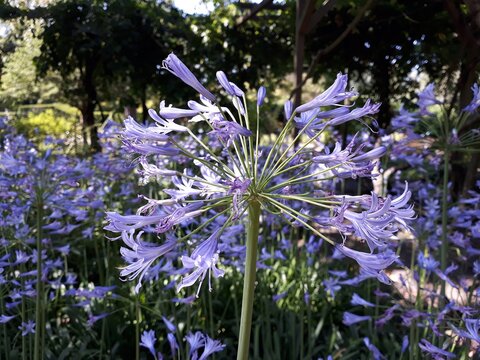 Flowers of Agapanthus Africanus or African Lily, in the garden. 