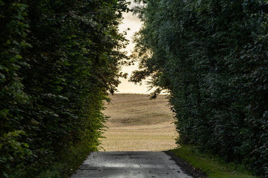 Tornby Bjerg, Denmark A pastoral green and hilly  landscape at sunrise