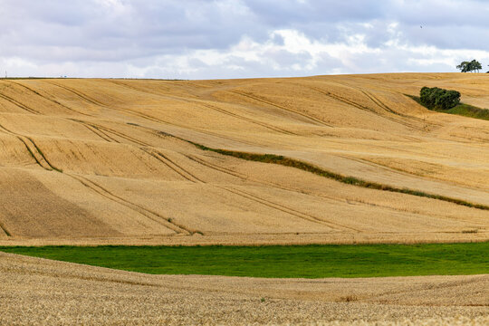 Tornby Bjerg, Denmark A pastoral green and hilly  landscape of wheat fields at sunrise