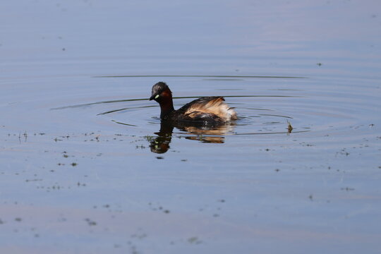 the little grebe (Tachybaptus ruficollis) in summer breeding plumage