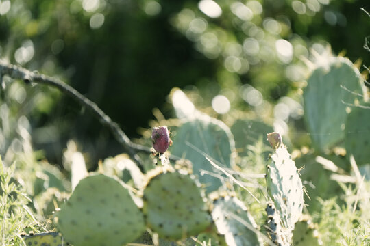 Prickly pear cactus with ripening fruit in natural outdoor setting
