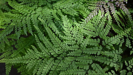 fern leaf background