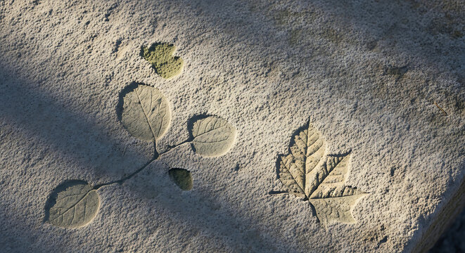 Ancient leaf fossil imprint on a rough stone texture showcasing natural botanical patterns and intricate geological details