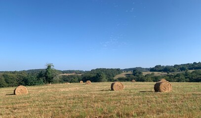 Sun-drenched Golden Fields with Round Hay Bales and Solitary Tree © souad