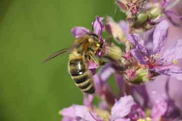 Honey bee collecting nectar from purple flowers. © Kamil