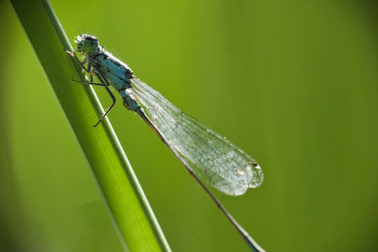 Blue damselfly resting on a green grass blade.