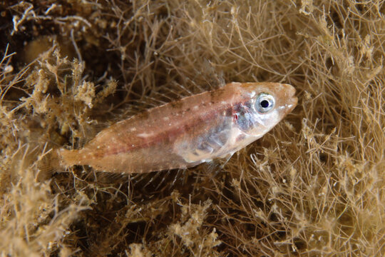 Juvenile Siganus luridus