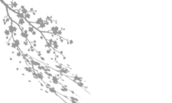 Cherry blossom tree branch shadow overlay effect with flowers and leaves