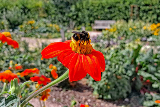 Bumblebee Feeding on a Mexican Sunflower (Tithonia rotundifolia) in Bright Sunshine.