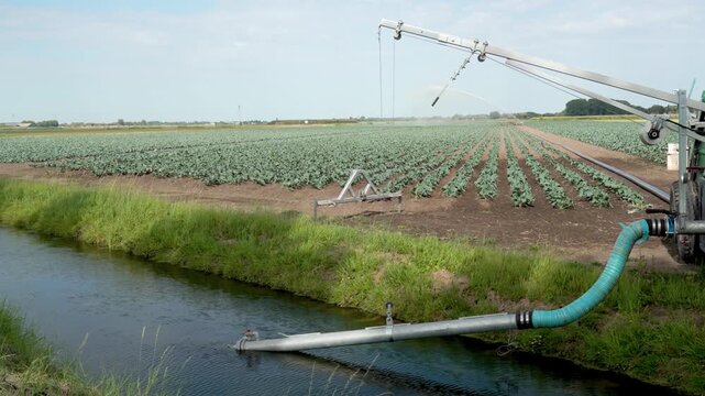 Drought in The Netherlands, Watering Crops With Canal Pumped Water to Save the Harvest