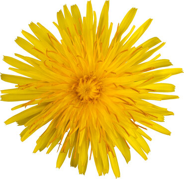 Head of yellow dandelion flower isolated on white background