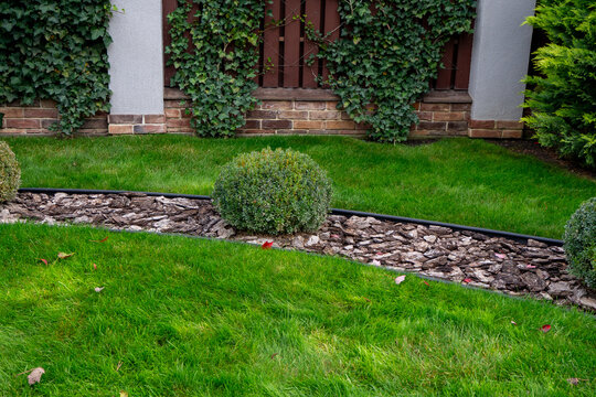 Trimmed round bush in wood mulch garden bed on green lawn near modern suburban house. Real Photo