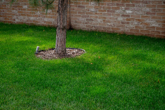Pine tree trunk with bark mulch ring on manicured bright green grass lawn in suburban backyard. Real Photo