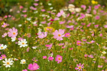 Elegant pink and white cosmos flowers flourishing in a peaceful garden meadow, surrounded by lush vegetation and gentle bokeh for a calming and scenic floral composition. © Tanya