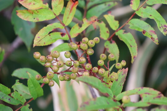 Unripe rowan berries