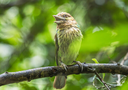 Green-eared Barbet juvenile bird perching on branch with open beak, immature Psilopogon faiostrictus fledgling waiting for food in natural green background, Asian wildlife photography.