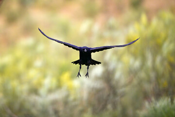 Naklejka premium Common raven // Kolkrabe (Corvus corax) - Extremadura, Spain