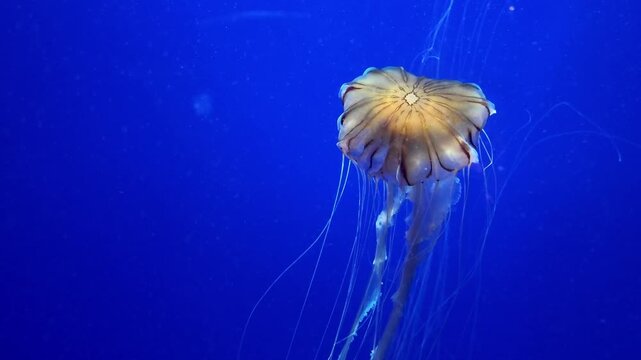 Japanese Sea Nettle jellyfish, Chrysaora pacifica, swimming in dark blue water.