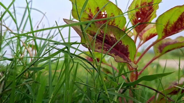 Red Amaranth Leaves Growing Behind Green Lawn Turf