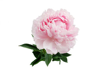 Obraz premium Pink peony flower blooming isolated on white background