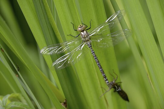 Aeshna cyanea, blue-green mosaic maiden, southern hawker, anisoptera, dragonflies, exuvia, imago, insects, dragonflies, odonata, hatching, hatching