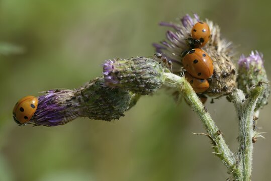 Coccinella septempunctata, seven-spotted ladybird, beetle, coleoptera, insects, beetles, seven-spot ladybird, seven-spotted ladybug