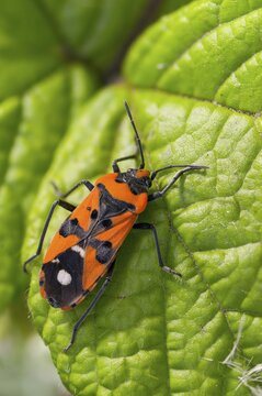 Lygaeus equestris, knight bug, black and red bug, ground bugs, high size, portrait format, insects, bugs