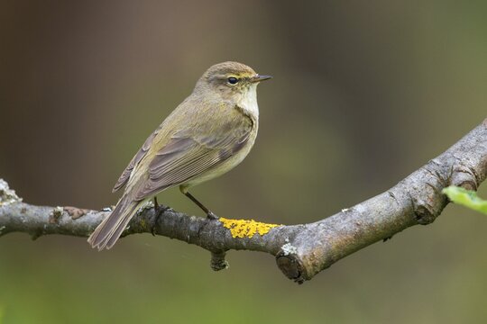Chiffchaff, phylloscopus collybita, zilpzalp, birds, passeri, songbirds, birds