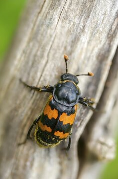 Common Burying Beetle, Common Gravedigger, Nicrophorus Vespillo, Beetle, Coleoptera, High Size, Portrait, Insects, Beetles